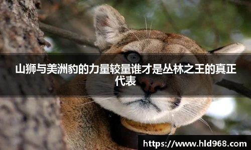 山狮与美洲豹的力量较量谁才是丛林之王的真正代表